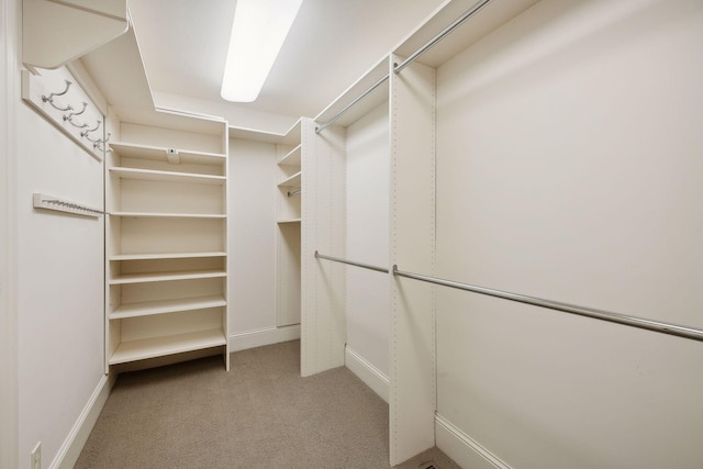 spacious closet featuring carpet floors