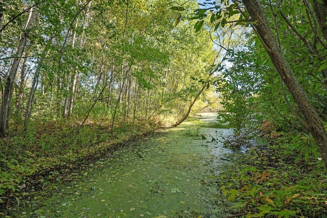 view of local wilderness