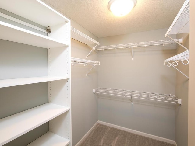 spacious closet featuring carpet floors