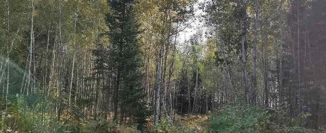 TBD Norway Ridge Rd, Mcdavitt Twp, MN 55738 - photo 4