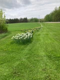 view of yard with a rural view