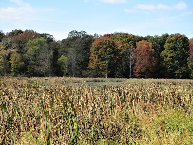 view of local wilderness