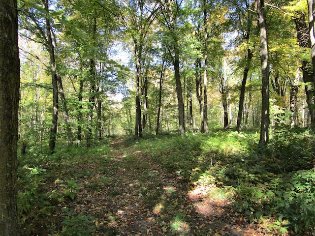 view of local wilderness