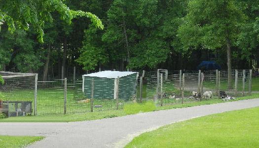 view of property's community featuring a yard and fence