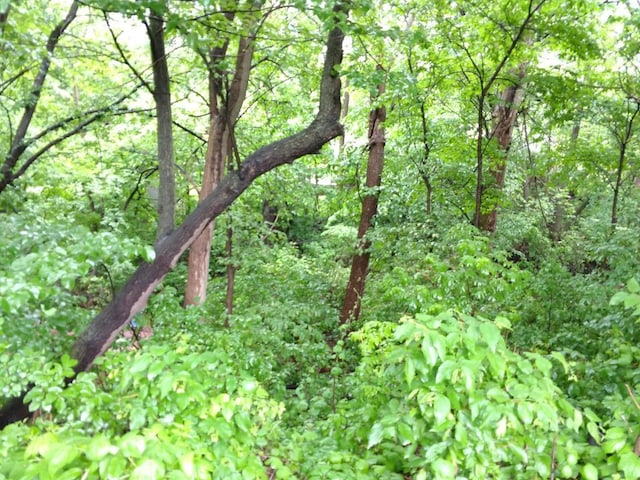 view of local wilderness featuring a wooded view