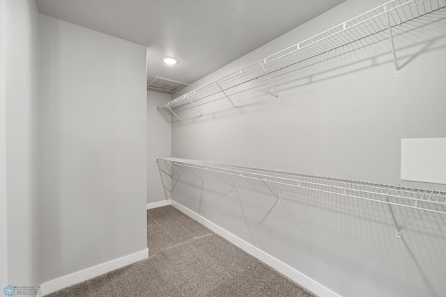 spacious closet featuring carpet