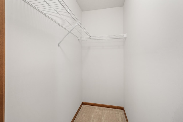 spacious closet featuring carpet flooring