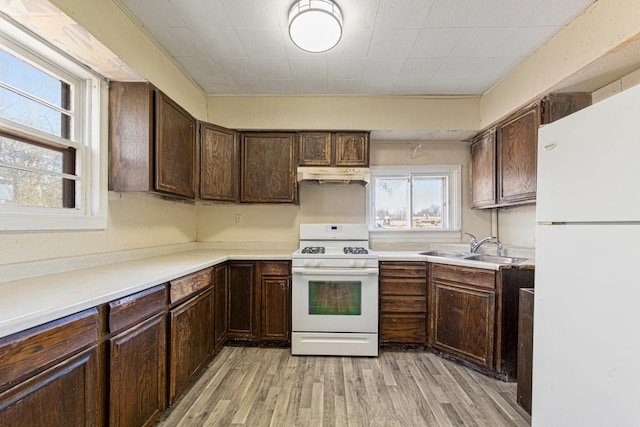 kitchen featuring dark brown cabinets, a sink, white appliances, light wood-style flooring, and under cabinet range hood