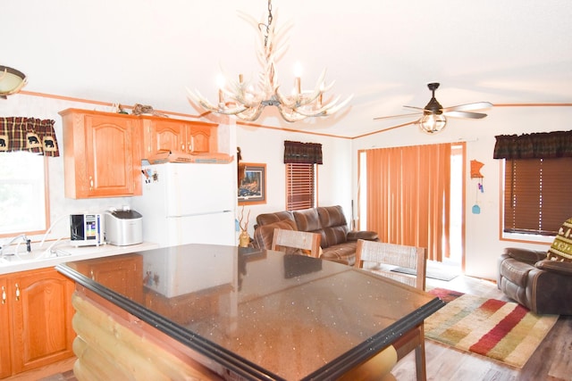 kitchen featuring sink, white fridge, pendant lighting, ceiling fan with notable chandelier, and light wood-type flooring