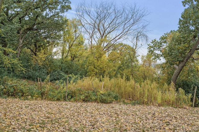 view of local wilderness