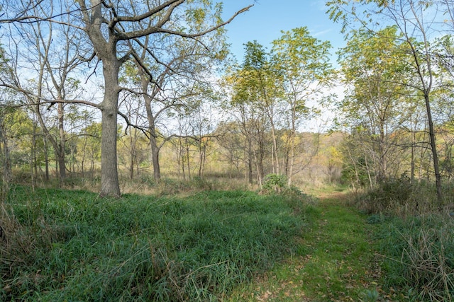 view of local wilderness