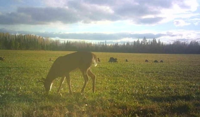 view of local wilderness featuring a rural view