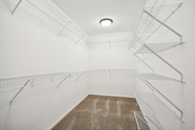 spacious closet featuring carpet