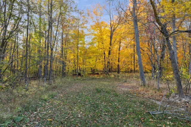 view of local wilderness