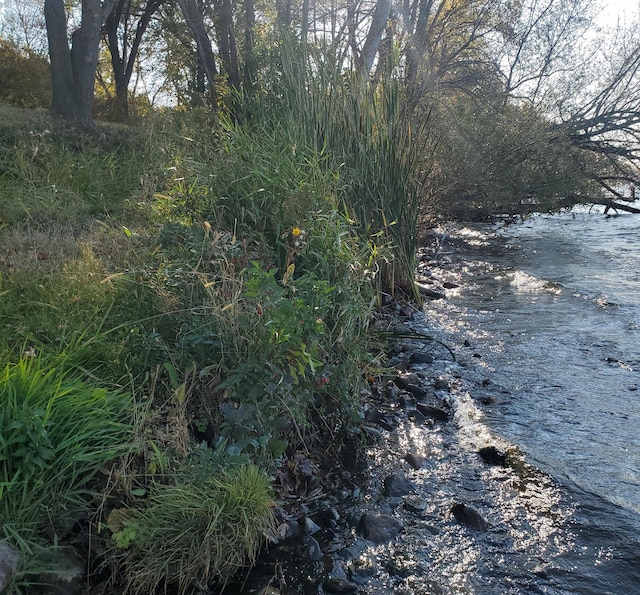 view of local wilderness