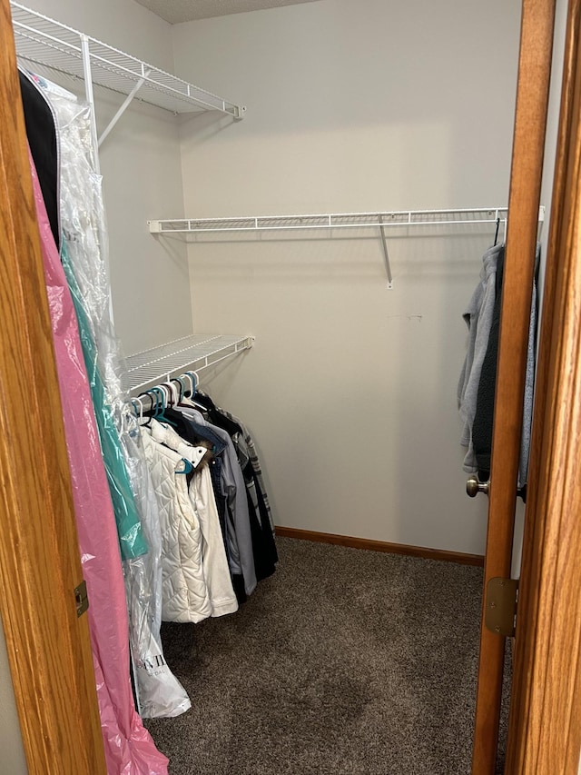 walk in closet with carpet flooring