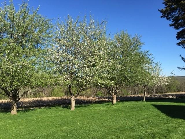 22735 Hickory Rd, Lanesboro, MN 55949 - view of green lawn