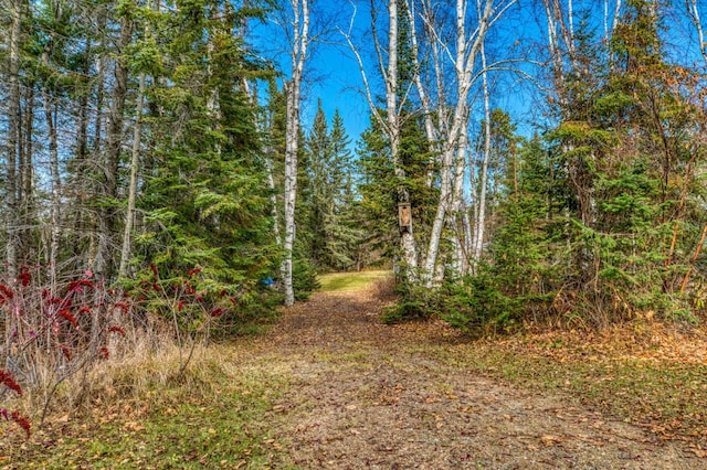 view of local wilderness