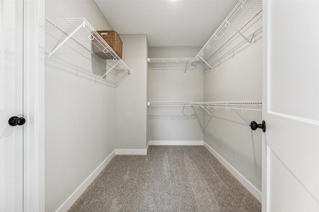 spacious closet featuring carpet flooring