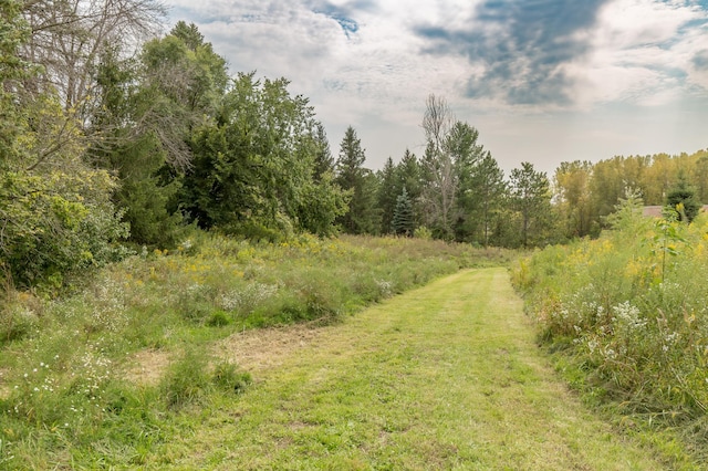 view of local wilderness