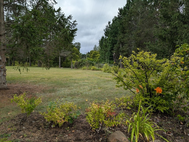 view of local wilderness