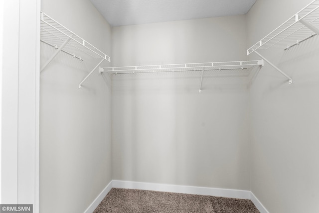 spacious closet featuring carpet