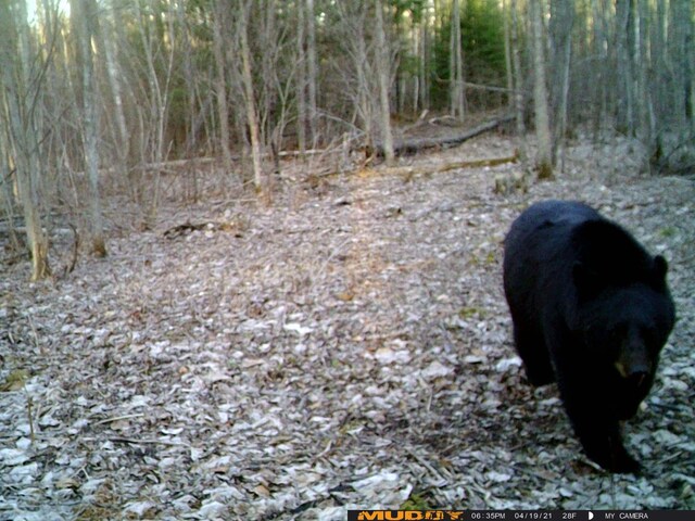 13598 County 8 NE, Federal Dam, MN 56626 - photo 4