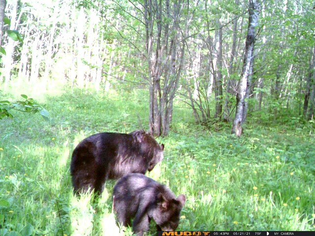 13598 County 8 NE, Federal Dam, MN 56626 - photo 5