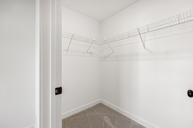 walk in closet with carpet floors