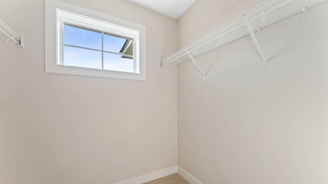 spacious closet featuring carpet flooring