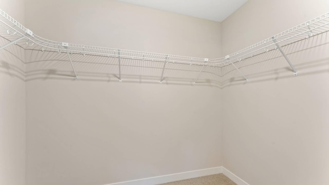 spacious closet featuring carpet flooring