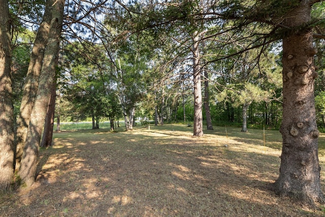 view of local wilderness