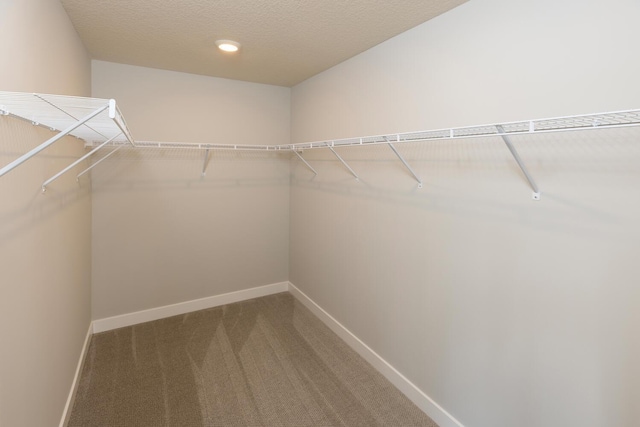 walk in closet with carpet flooring