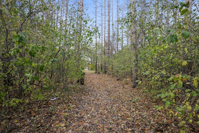 view of local wilderness