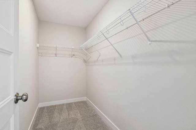 walk in closet featuring carpet floors