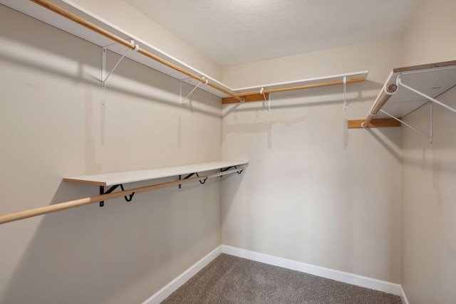 walk in closet featuring carpet floors