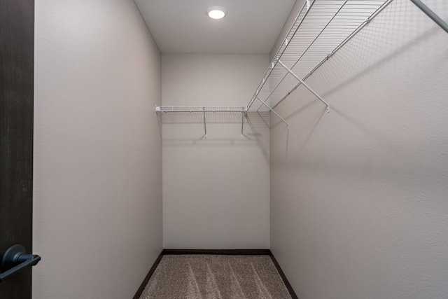 walk in closet featuring carpet floors