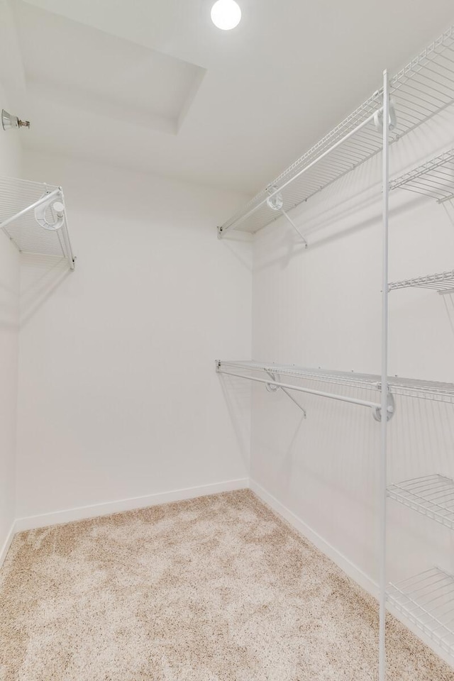 walk in closet featuring carpet floors