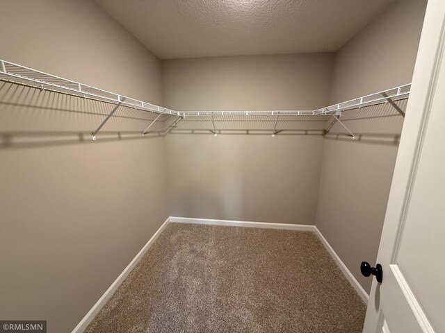 walk in closet featuring carpet floors