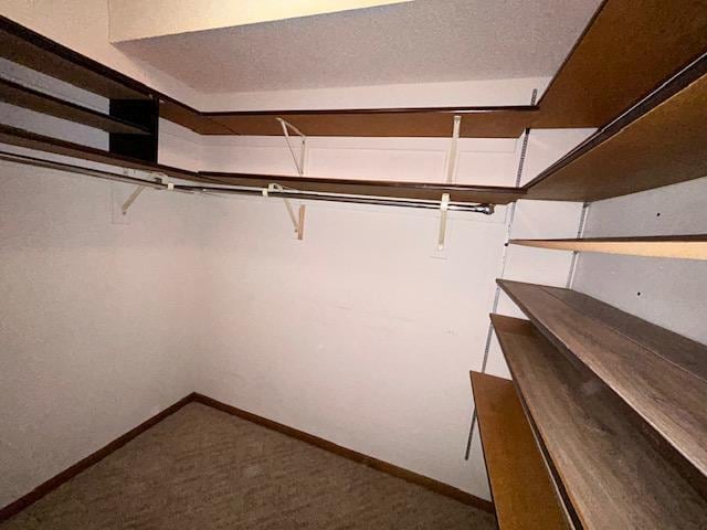 spacious closet featuring carpet flooring