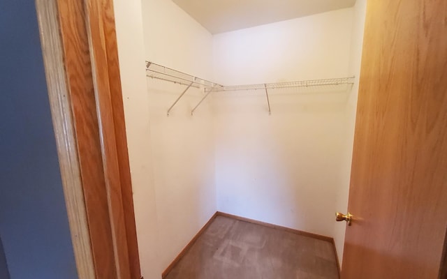 walk in closet featuring carpet floors