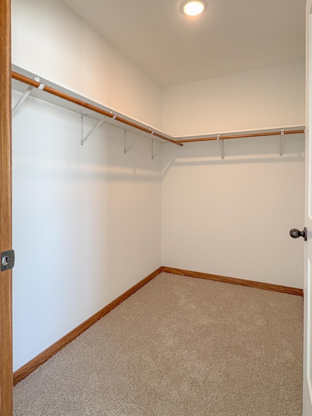 spacious closet featuring carpet