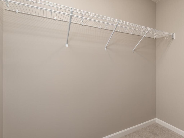 walk in closet featuring carpet