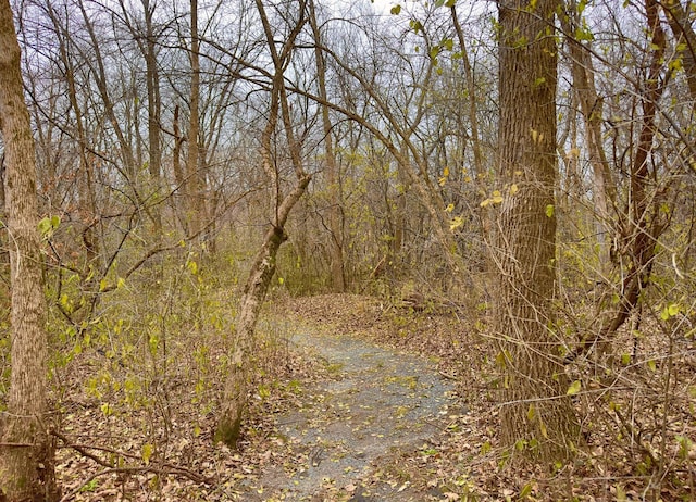 view of local wilderness