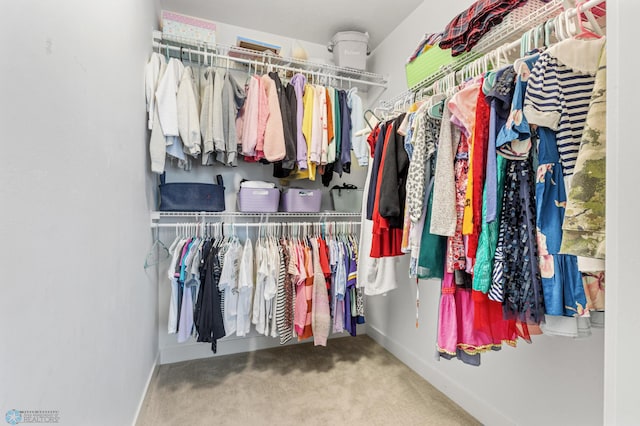 spacious closet featuring carpet