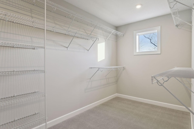 walk in closet with carpet flooring