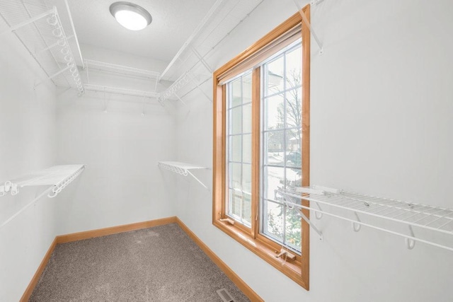 walk in closet with carpet floors