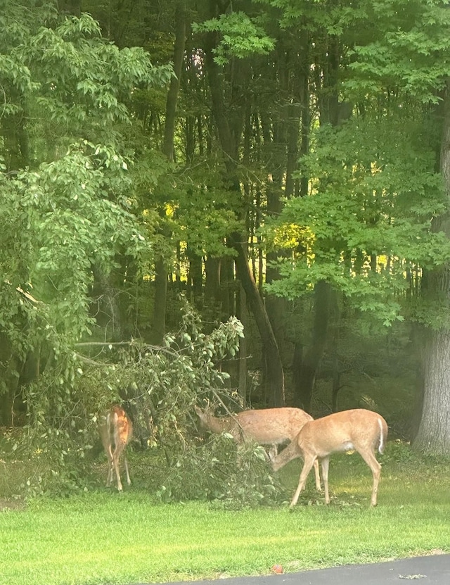 view of nature