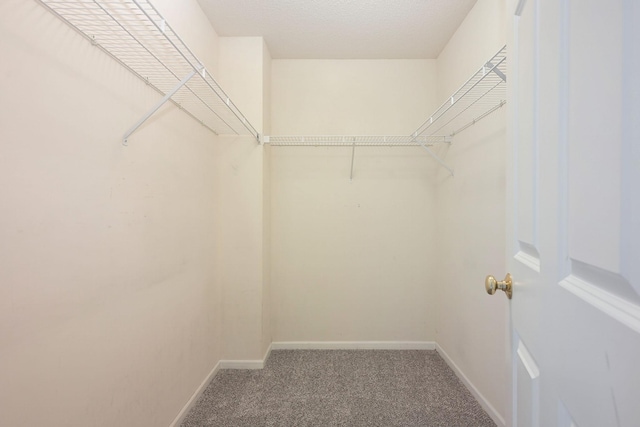 walk in closet with carpet flooring