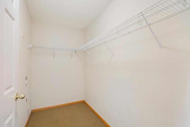 walk in closet featuring carpet floors